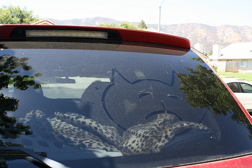 gatos vs. car-08