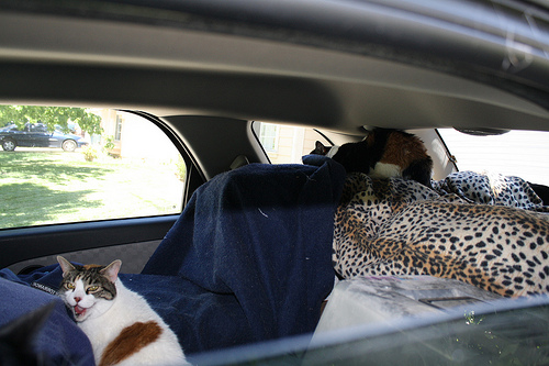 gatos vs. car-05