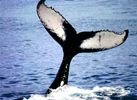 whale tail
